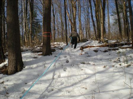 Working in the Woods Image 61