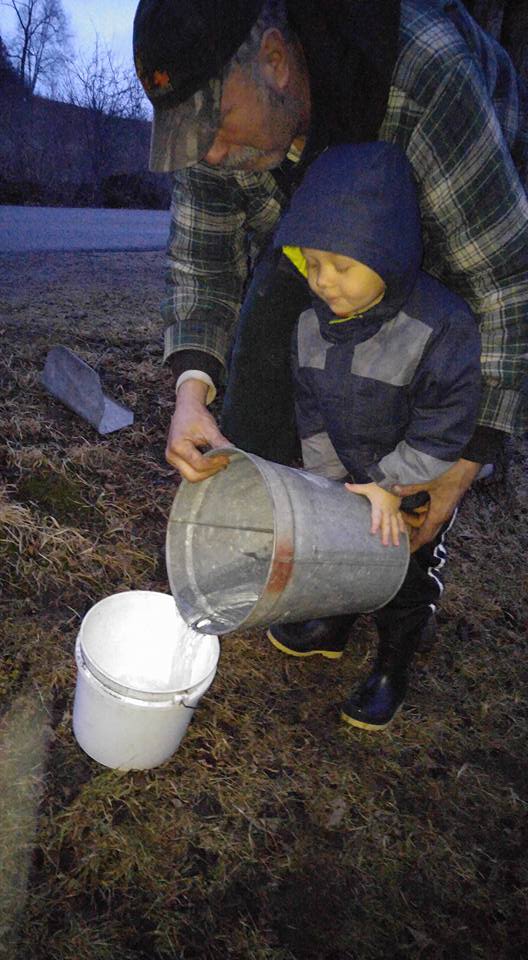 emptying sap bucket into pail